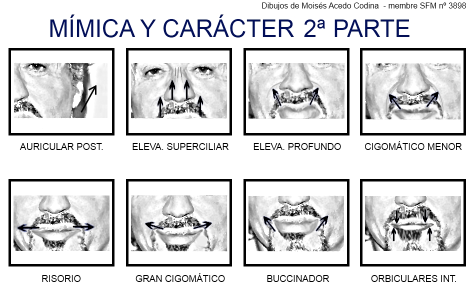 Las máscaras para el ajuste del siglo superior de los ojo